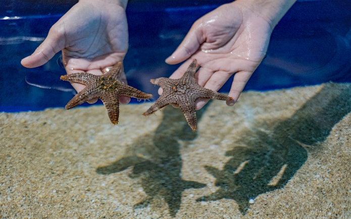 Hands holding starfish at Marine Safari Bali.