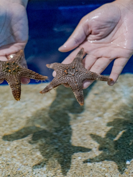 Hands holding starfish at Marine Safari Bali.