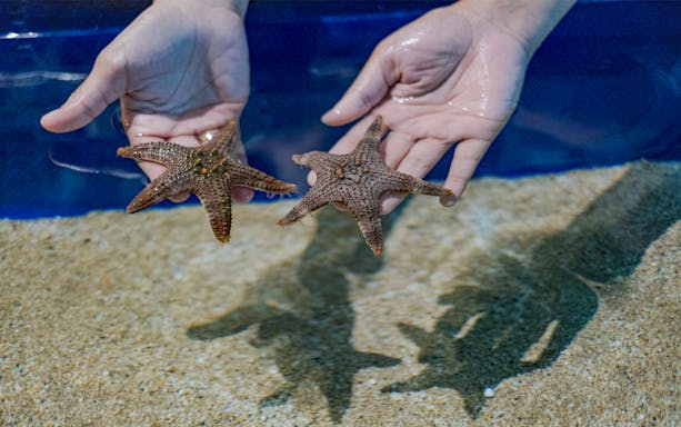 Hands holding starfish at Marine Safari Bali.