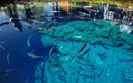 Clear pond with koi fish at Oshino Hakkai, Mount Fuji area, Japan.