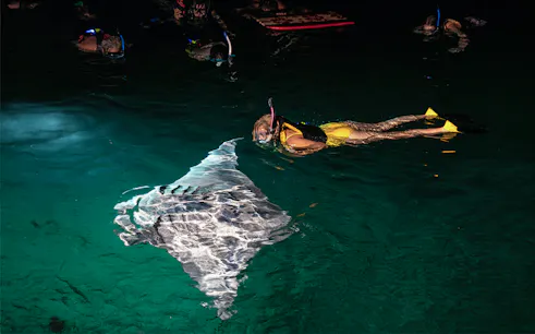 Snorkeler observing a manta ray at night on Big Island.