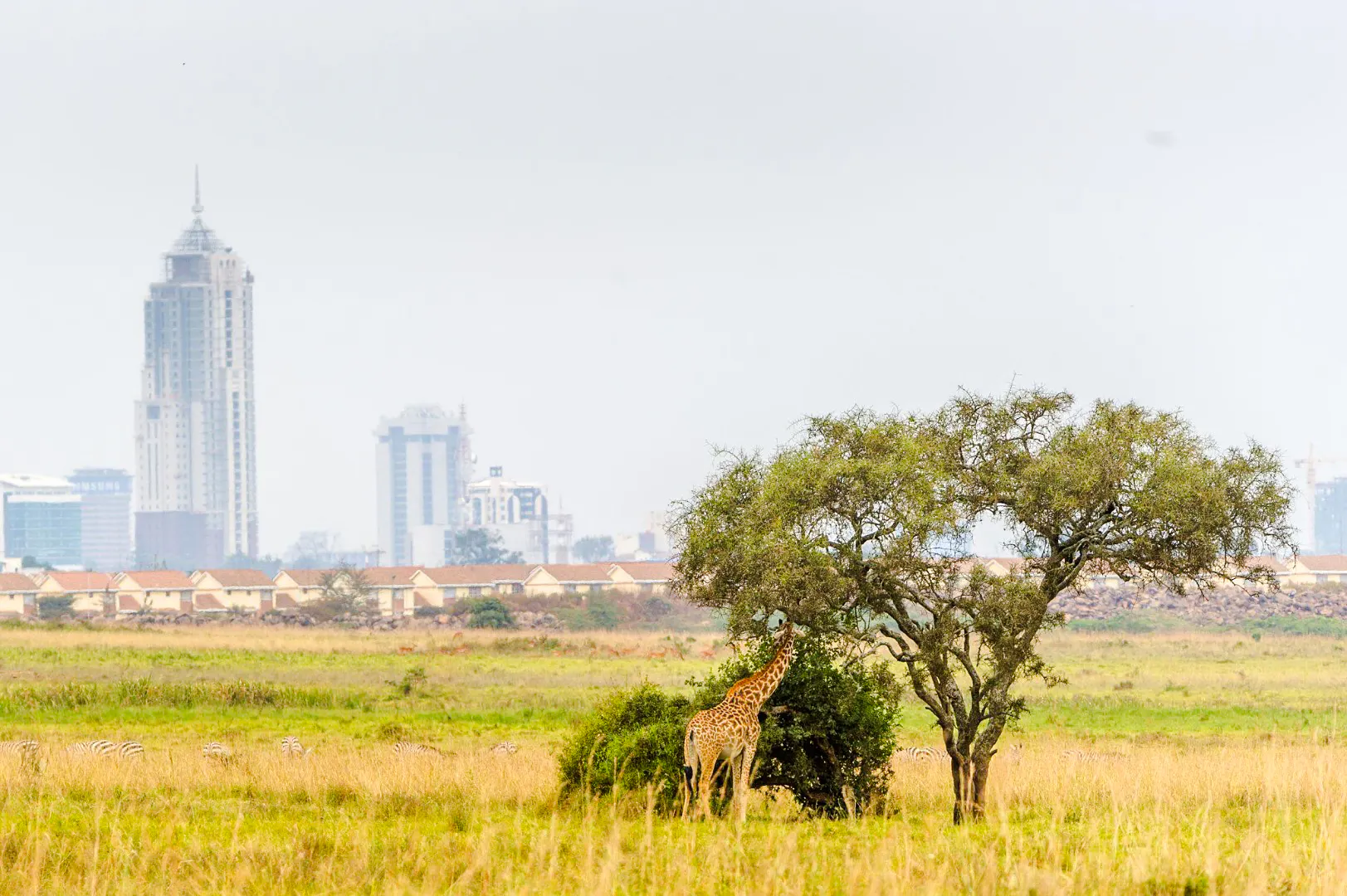 Giraffe grazing near a tree with Nairobi city skyline in the background.