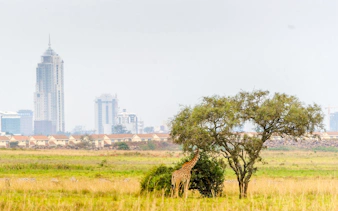 Giraffe grazing near a tree with Nairobi city skyline in the background.