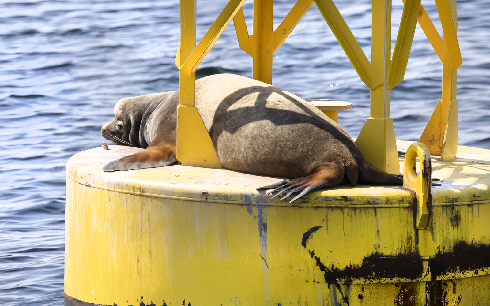 Sea lion resting on a yellow buoy during Seattle Wildlife & Whale Watching Tour.