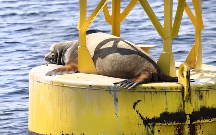 Sea lion resting on a yellow buoy during Seattle Wildlife & Whale Watching Tour.
