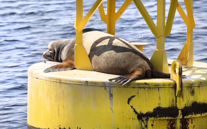 Sea lion resting on a yellow buoy during Seattle Wildlife & Whale Watching Tour.