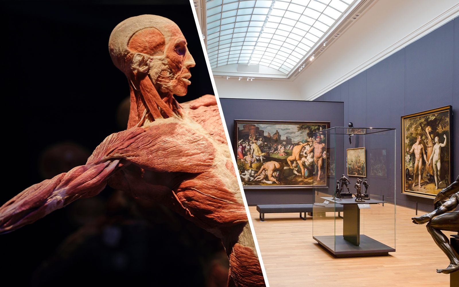 Body Worlds exhibit and 17th-century art at Rijksmuseum, Amsterdam.