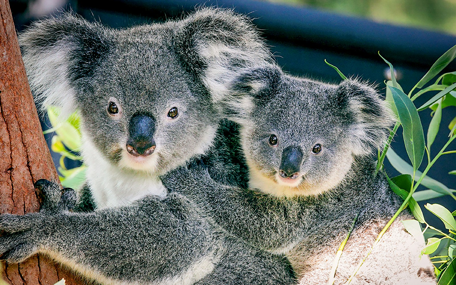 Koalas in Sydney wildlife park during Captain Cook cruise.