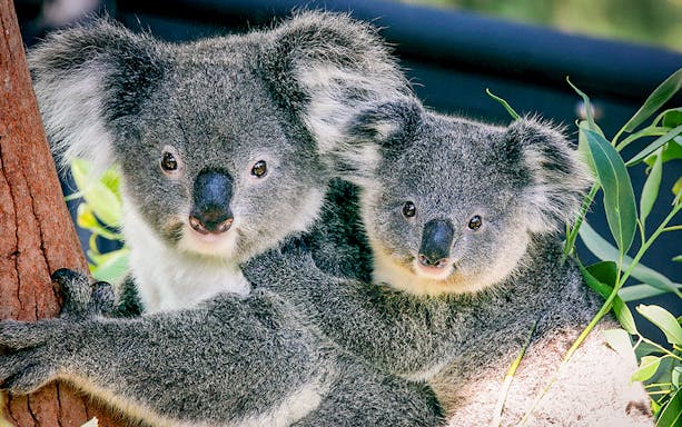 Koalas in Sydney wildlife park during Captain Cook cruise.