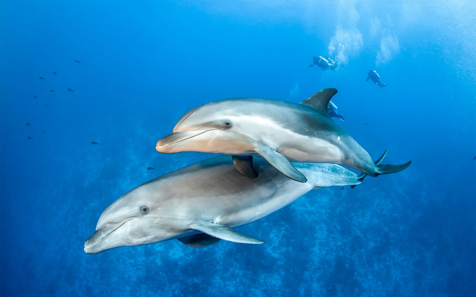 A pair of Dolphins swimming underwater