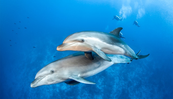 Dolphin Island Singapore - Marine Life Education Program