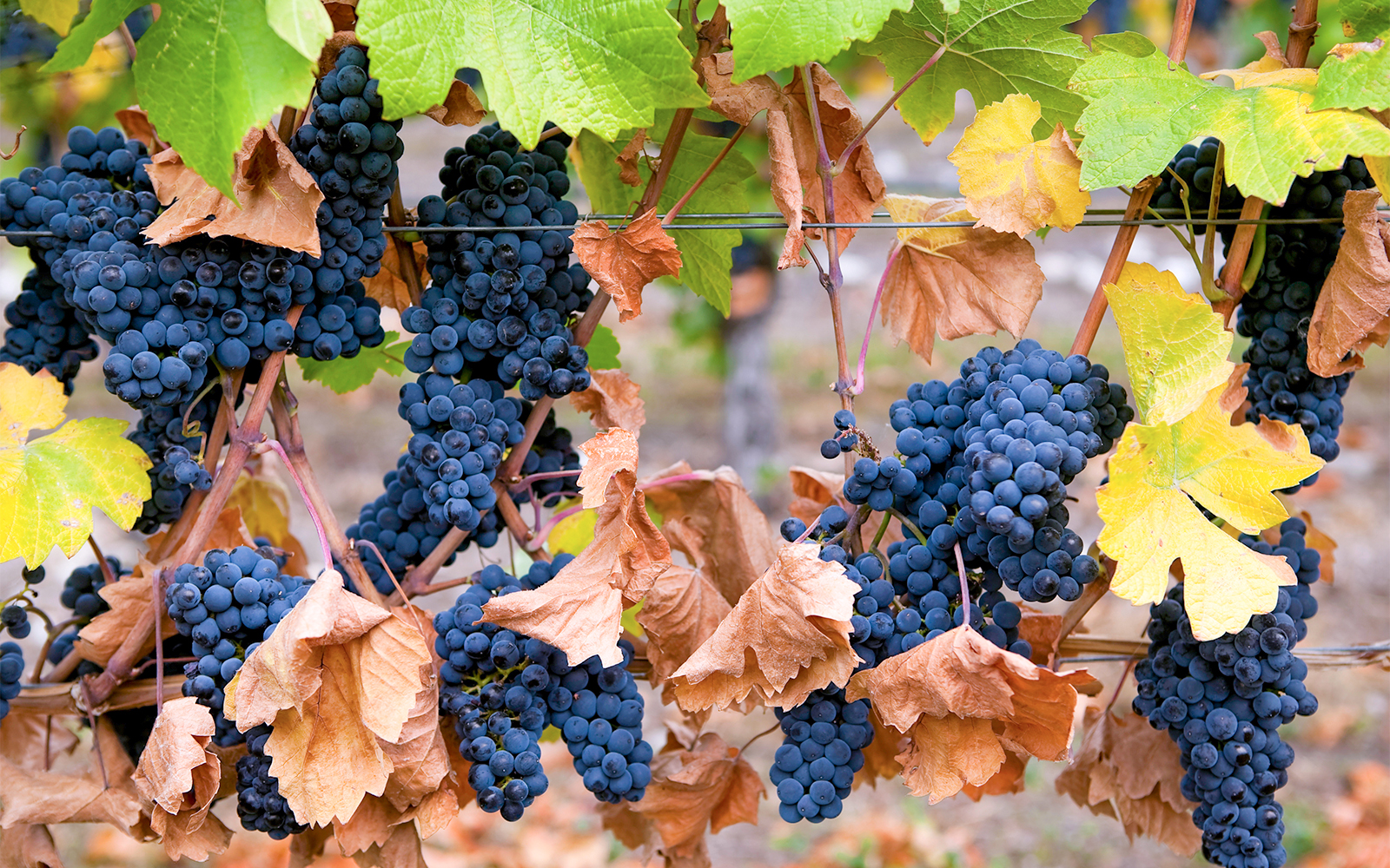 Loire Valley Wineries