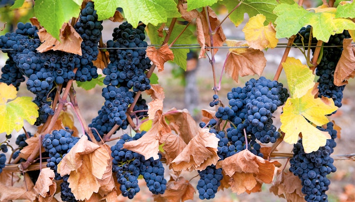 Cite Du Vin Exhibition Wine Plants