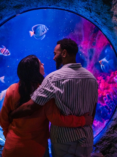 Couple viewing fish through a porthole at Shipwreck Bubble, Sea Life Orlando.