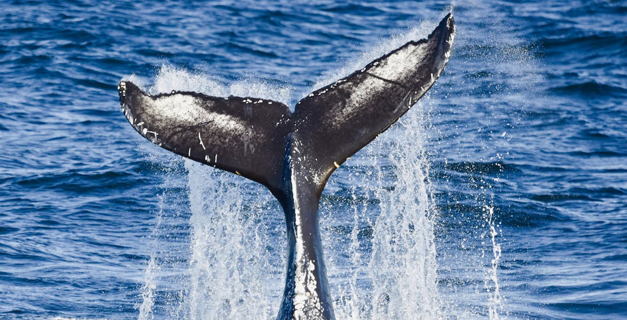 Whale Watching Akureyri