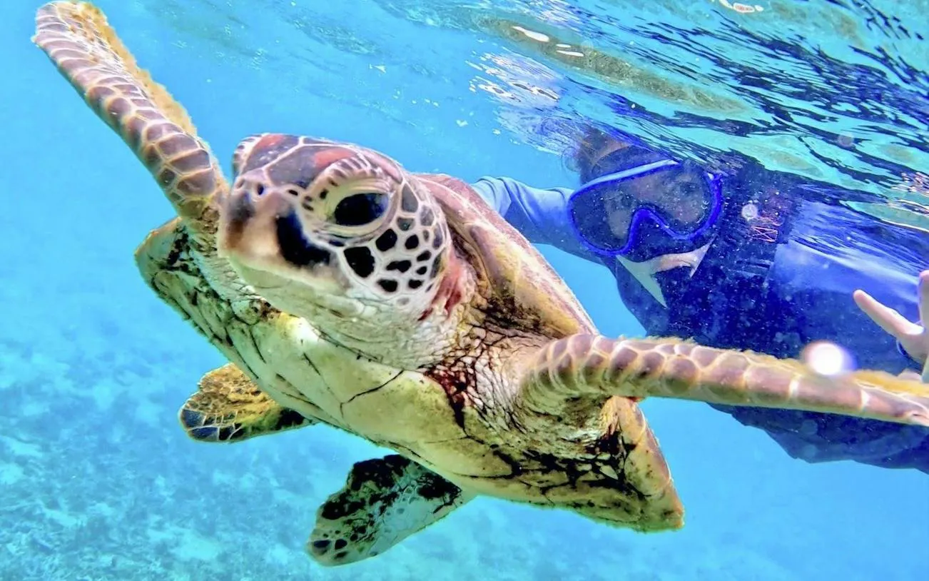 Snorkeler swimming with sea turtle in clear waters of Miyako Island, Okinawa.