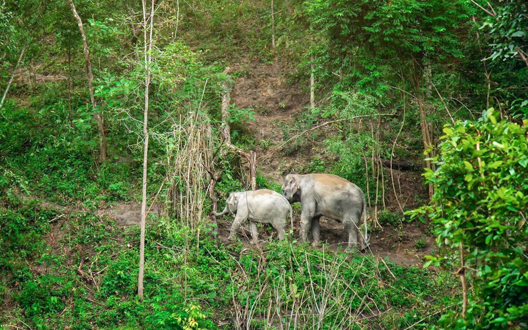 Elephants walking through lush forest in Chiang Mai.