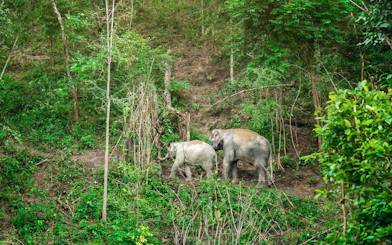 Elephants walking through lush forest in Chiang Mai.