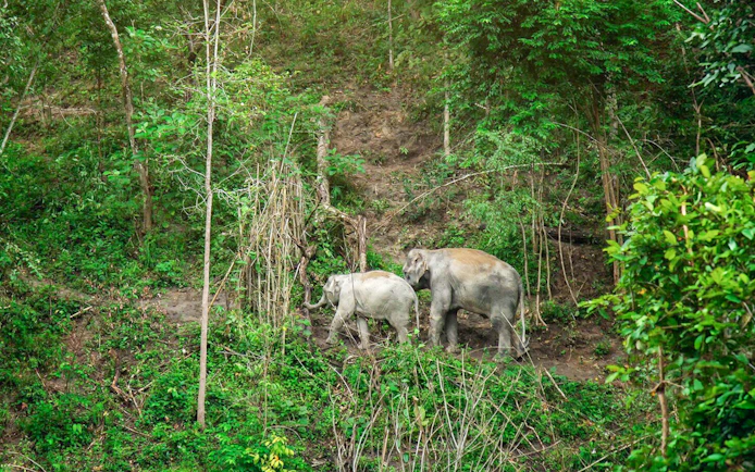 Elephants walking through lush forest in Chiang Mai.