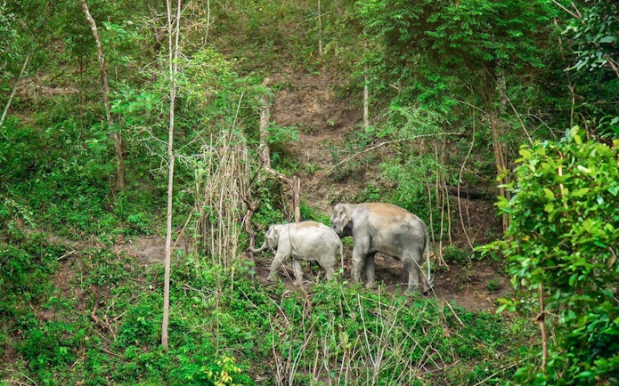 Elephants walking through lush forest in Chiang Mai.