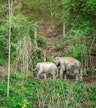 Santuario de la Selva de Elefantes de Chiang Mai