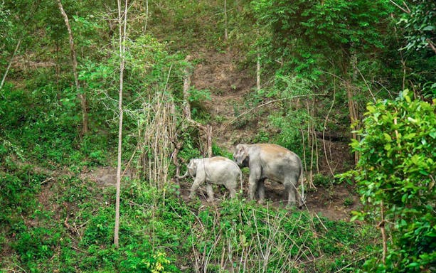 Elephants walking through lush forest in Chiang Mai.