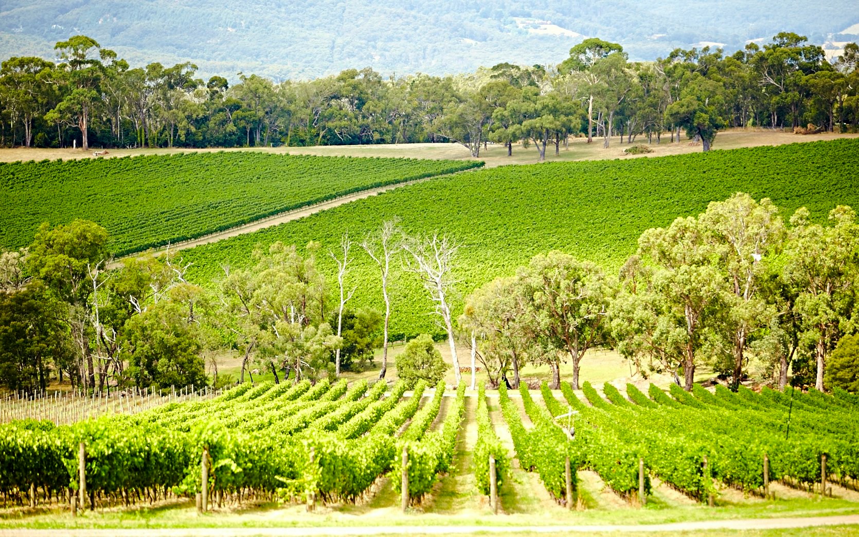 Vineyards in Yarra Valley with lush green rows and surrounding trees.
