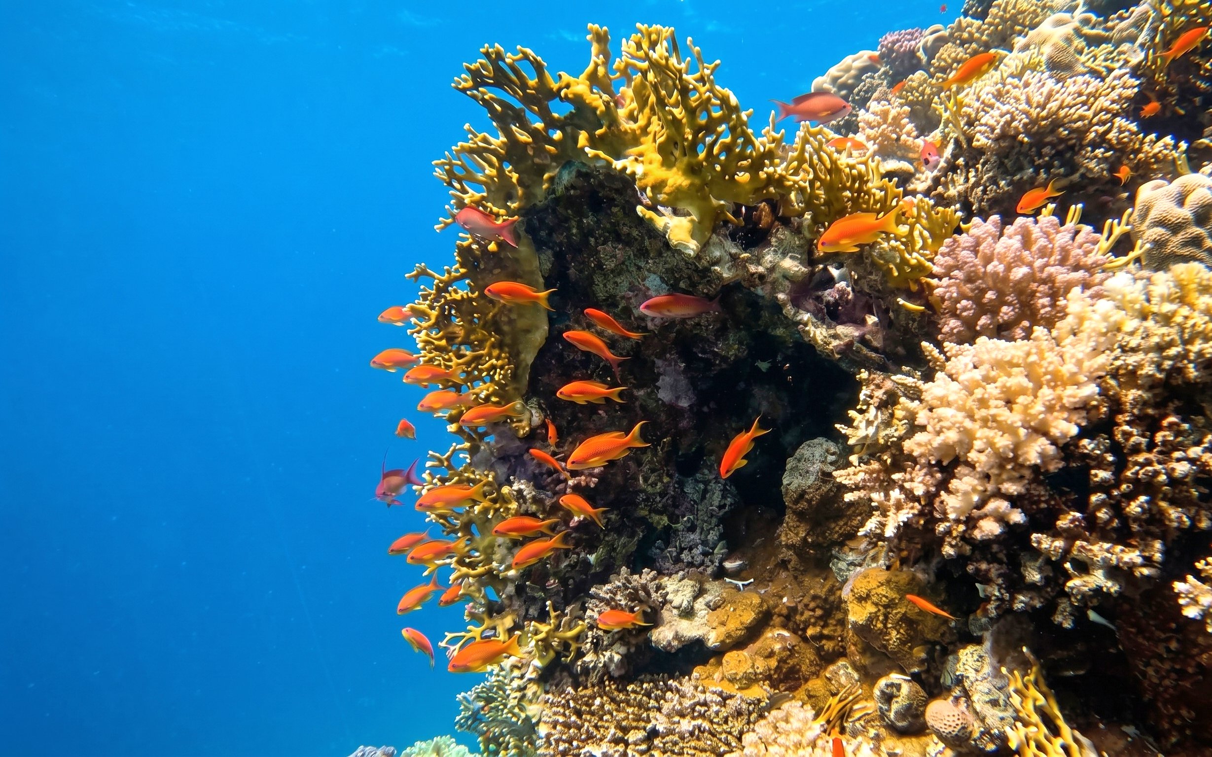 Coral reef with orange fish in clear waters, Orange Bay Island snorkelling, Hurghada.