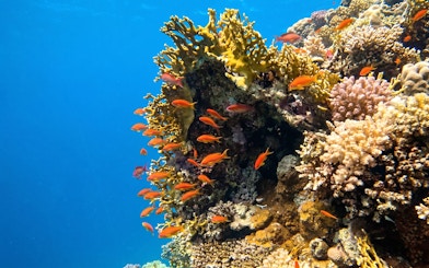 Coral reef with orange fish in clear waters, Orange Bay Island snorkelling, Hurghada.