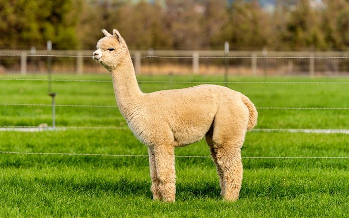 Brown alpaca in grassy field enclosure at South Korea wildlife attraction.