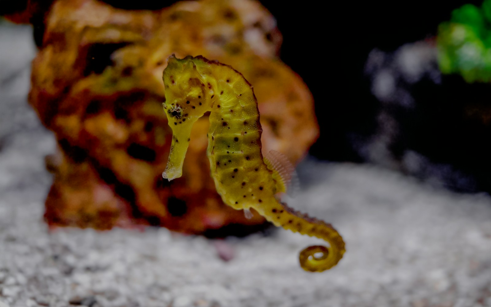 Seahorse swimming near coral at Great Barrier Reef.