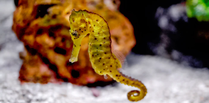 Seahorse swimming near coral at Great Barrier Reef.