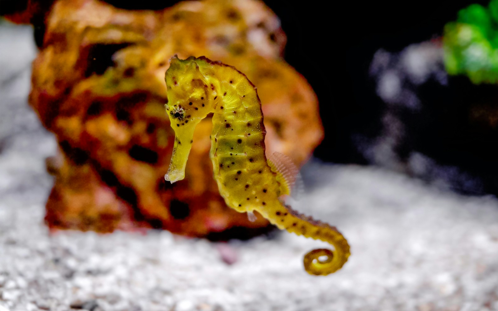 Seahorses