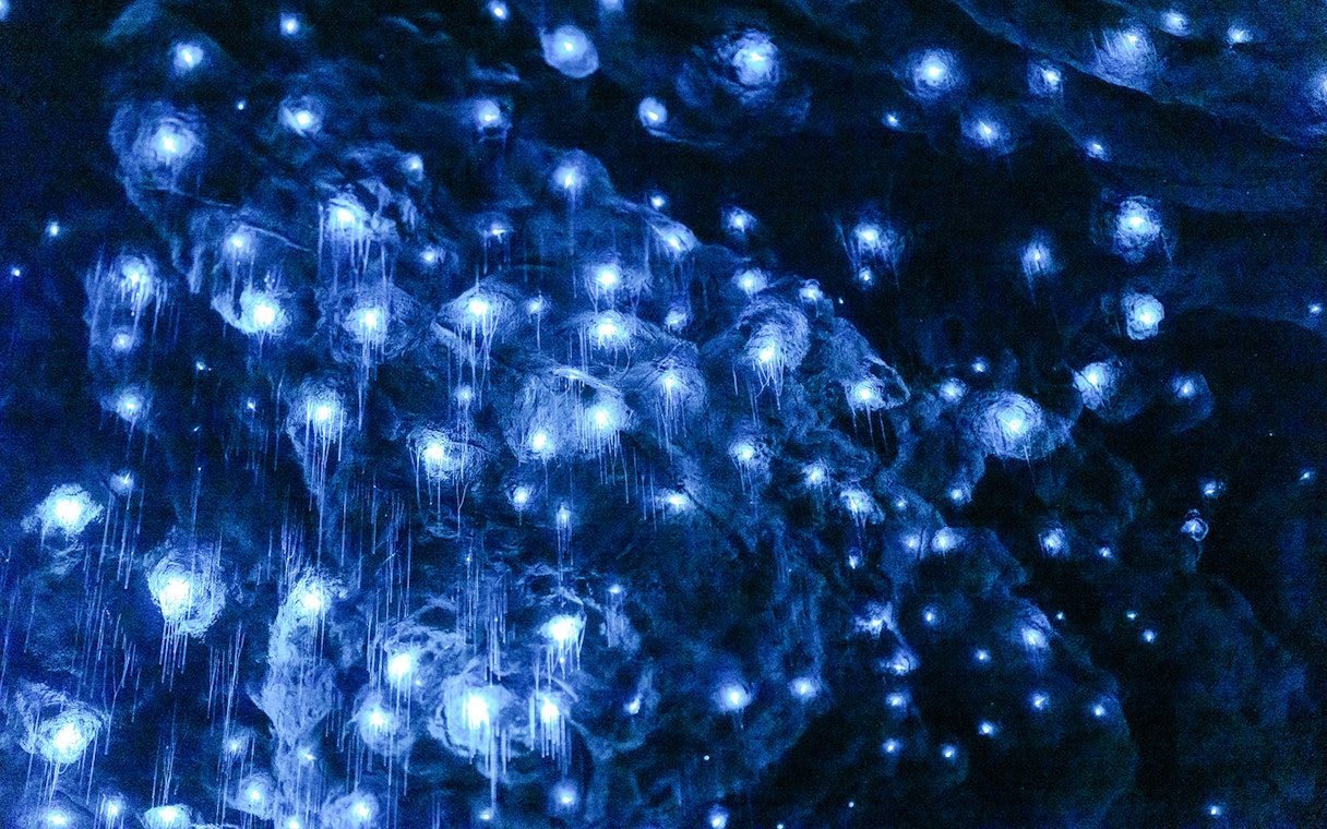 Glowworms illuminating the Te Anau Caves in New Zealand.