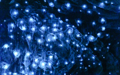 Glowworms illuminating the Te Anau Caves in New Zealand.