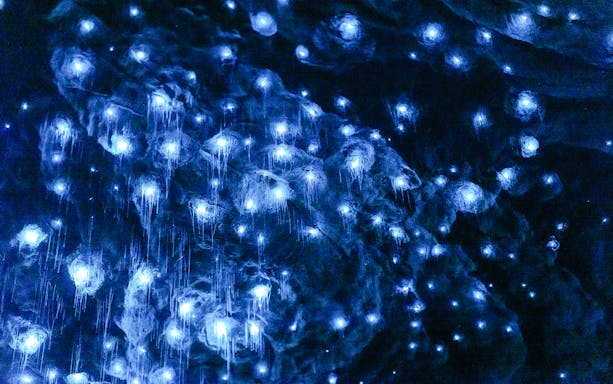 Glowworms illuminating the Te Anau Caves in New Zealand.
