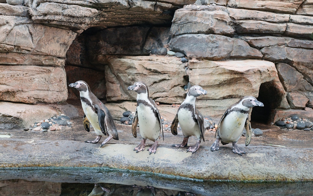 Penguins standing on rocky terrain at Marine Safari Bali.