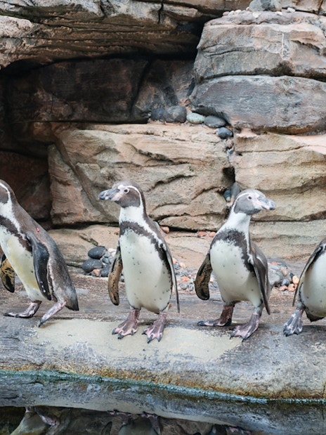 Penguins standing on rocky terrain at Marine Safari Bali.