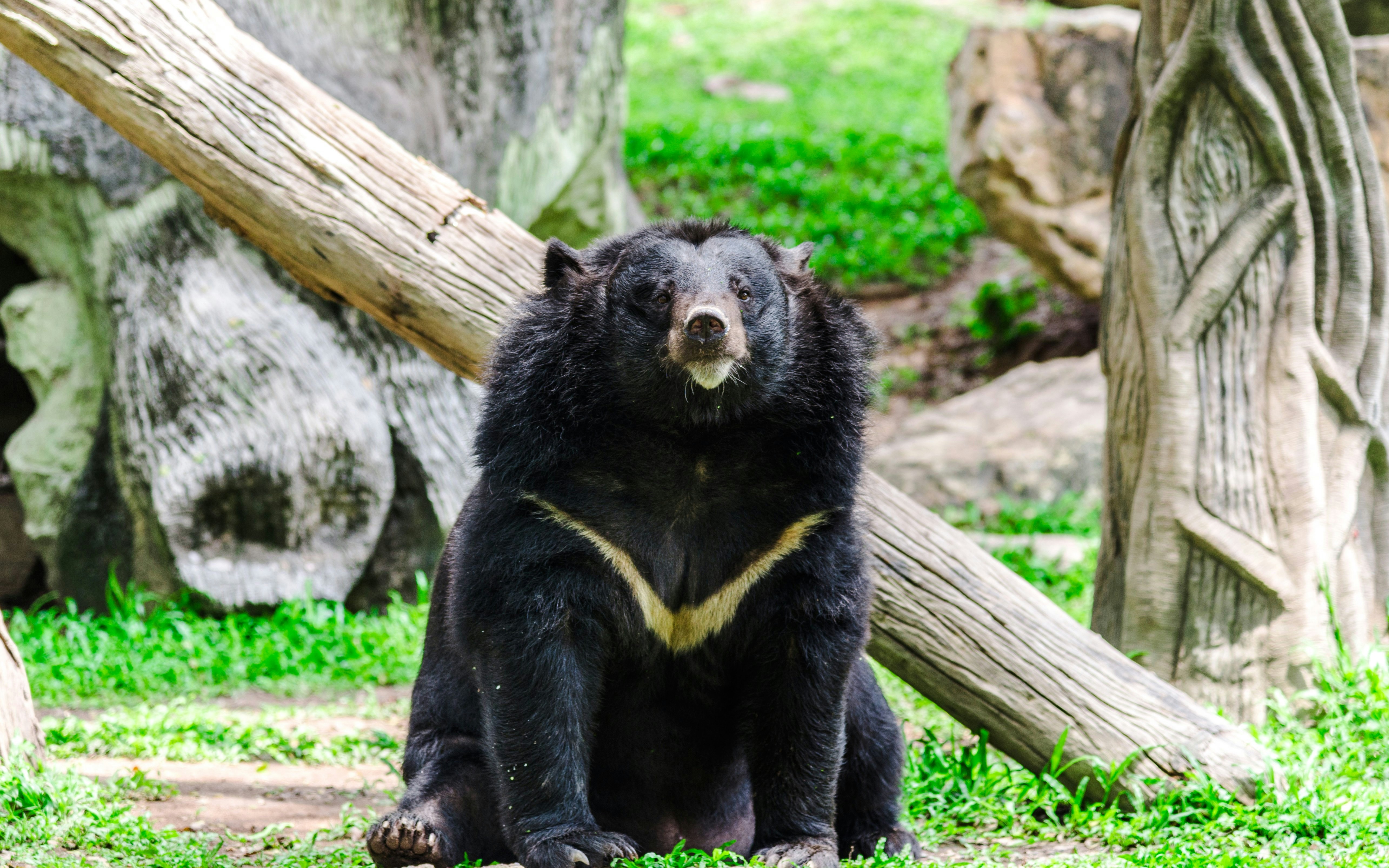 Asiatic black bear sitting in a forested area with logs and greenery.