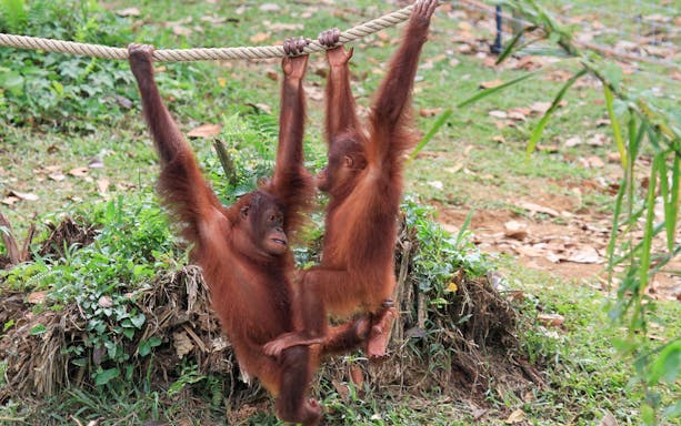 Orangutans hanging on a rope at Bukit Merah Orang Utan Island Foundation.