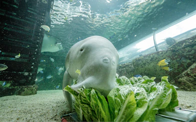Dugong feeding on lettuce at SEA LIFE Sydney Aquarium.