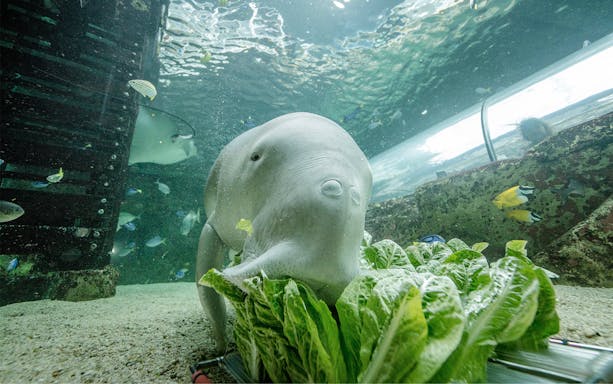 Dugong feeding on lettuce at SEA LIFE Sydney Aquarium.