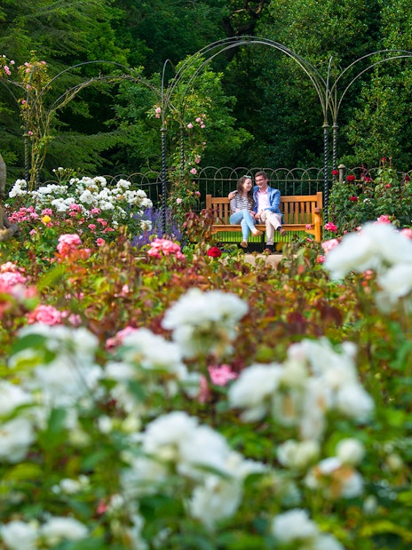Visitors sitting on a bench in a formal garden surrounded by blooming roses and a statue.