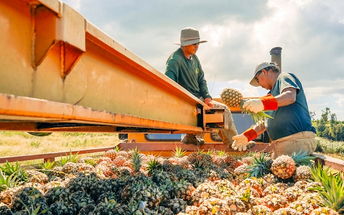 Workers harvesting pineapples at a plantation during a farm tour and tasting experience.