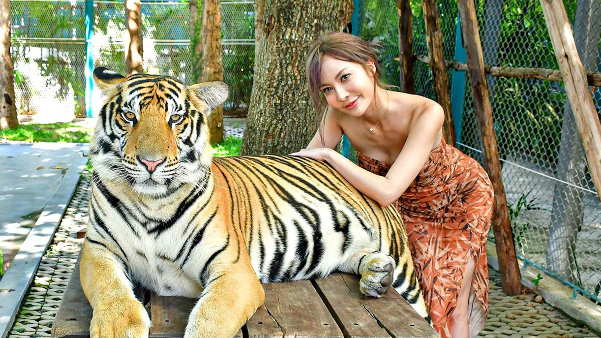 Tiger Park Phuket Tickets