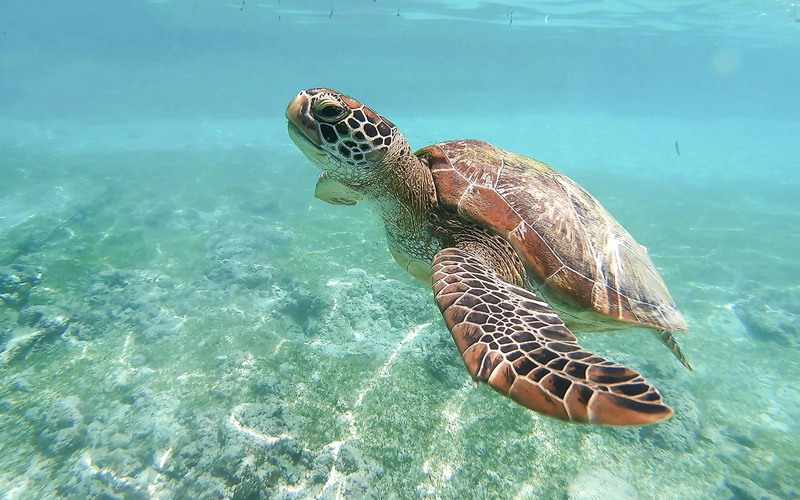 Caretta-Caretta turtle swimming in clear waters during Zakynthos Turtle Island tour.