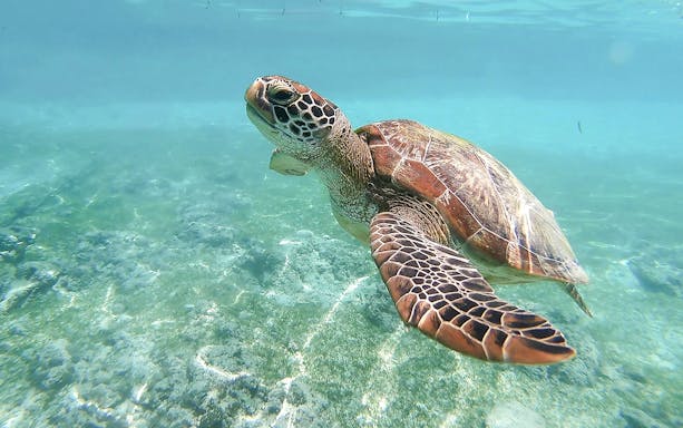 Caretta-Caretta turtle swimming in clear waters during Zakynthos Turtle Island tour.