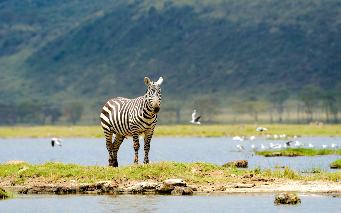 safari di 6 giorni in tanzania: serengeti e cratere di ngorongoro-1