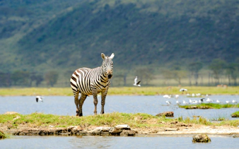 6-day tanzania safari: serengeti and ngorongoro crater-1