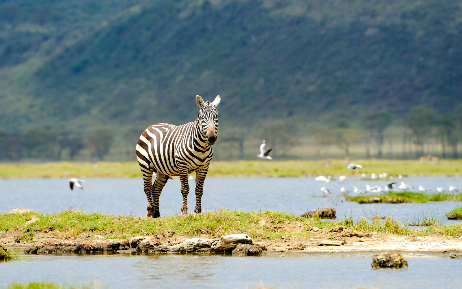6-Day Tanzania Safari: Serengeti and Ngorongoro Crater